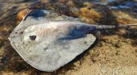 A Yorke Peninsula woman is recovering from an unusual and aggressive eagle ray attack after a 15cm barb pierced her arm, barely missing an artery.