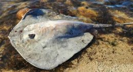 A Yorke Peninsula woman is recovering from an unusual and aggressive eagle ray attack after a 15cm barb pierced her arm, barely missing an artery.