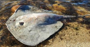 A Yorke Peninsula woman is recovering from an unusual and aggressive eagle ray attack after a 15cm barb pierced her arm, barely missing an artery.