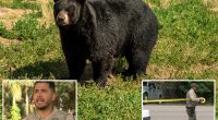 Bear suspected of fatally mauling Fla. homeowner, 89, and pet dog on man's property