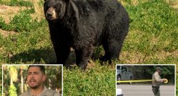 Bear suspected of fatally mauling Fla. homeowner, 89, and pet dog on man's property