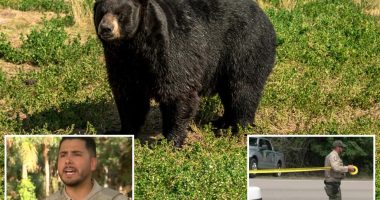 Bear suspected of fatally mauling Fla. homeowner, 89, and pet dog on man's property