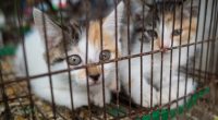 Bill banning sale pets on sidewalks, parking lots signed into law