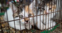 Bill banning sale pets on sidewalks, parking lots signed into law