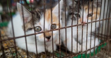 Bill banning sale pets on sidewalks, parking lots signed into law