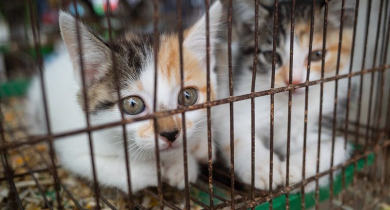 Bill banning sale pets on sidewalks, parking lots signed into law