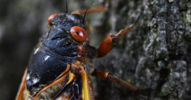 Close-up of a cicada on a tree trunk.