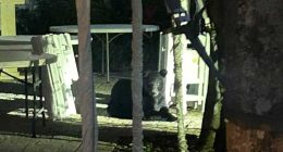 Black bear spotted in historic downtown St. Augustine