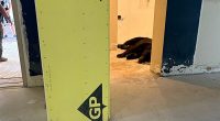 Black bear takes nap in Florida condo's lobby after swimming in Gulf