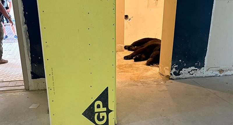 Black bear takes nap in Florida condo's lobby after swimming in Gulf