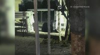 Black bear visits downtown St. Augustine