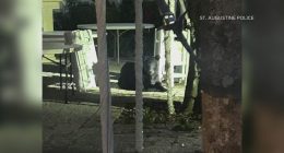 Black bear visits downtown St. Augustine
