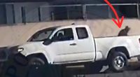 California man charged after authorities say he lured and beat cats to death