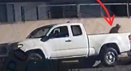 California man charged after authorities say he lured and beat cats to death