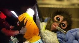 California meth bust leads to rescue of young spider monkey