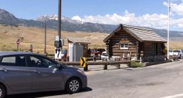 Cape Coral, Florida man gored by bison at Lake Village, near Yellowstone Lake, in year's first attack at Yellowstone National Park