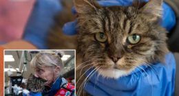 Cat survives 380-foot fall that killed owners at Utah's Bryce Canyon National Park, Garfield County Sheriff says