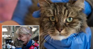 Cat survives 380-foot fall that killed owners at Utah's Bryce Canyon National Park, Garfield County Sheriff says