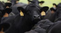 Cattle, lamb slaughters rocket up as droughts, floods hit farmers