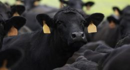 Cattle, lamb slaughters rocket up as droughts, floods hit farmers