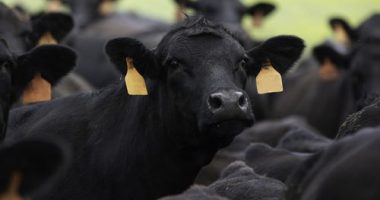 Cattle, lamb slaughters rocket up as droughts, floods hit farmers