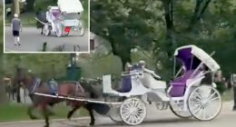 Central Park horse runs wild without driver in shocking video