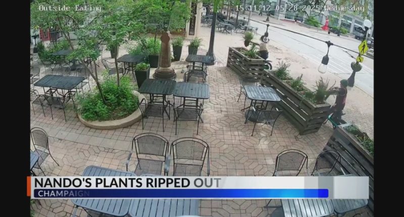 Champaign restaurant asks for help after cameras catch teens damaging property