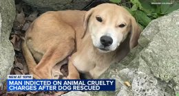 Chicago animal abuse: Man charged with animal torture, cruelty after Edgewater community seeks justice for abused dog