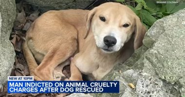 Chicago animal abuse: Man charged with animal torture, cruelty after Edgewater community seeks justice for abused dog