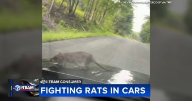 Chicago rats: Rats in cars causing serious damage to vehicles across city | How to get rid of rats, prevent rat infestation
