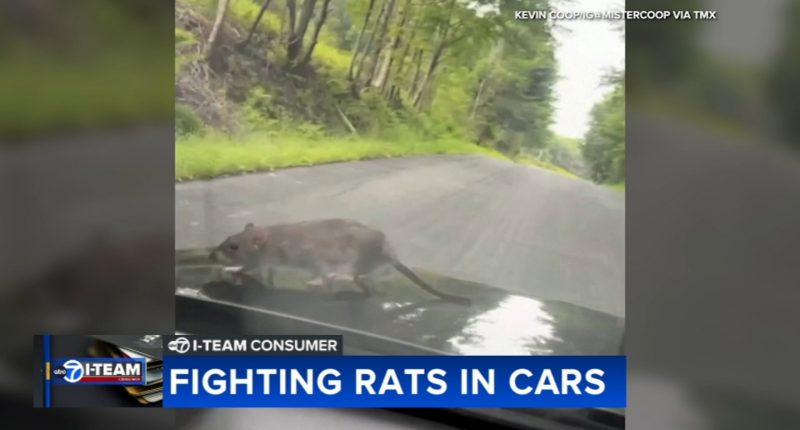 Chicago rats: Rats in cars causing serious damage to vehicles across city | How to get rid of rats, prevent rat infestation