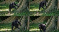 Chimpanzees drum with regular rhythm when they beat on tree trunks, a form of ancient communication