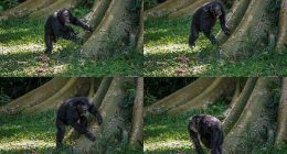 Chimpanzees drum with regular rhythm when they beat on tree trunks, a form of ancient communication