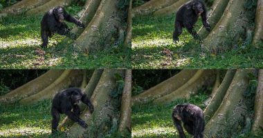 Chimpanzees drum with regular rhythm when they beat on tree trunks, a form of ancient communication