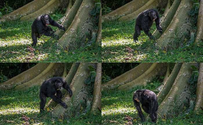 Chimpanzees drum with regular rhythm when they beat on tree trunks, a form of ancient communication
