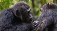 Chimps use medicinal plants to treat their wounds