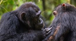 Chimps use medicinal plants to treat their wounds