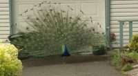 Confrontation over harassment of peacocks leads to shooting