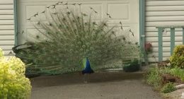 Confrontation over harassment of peacocks leads to shooting