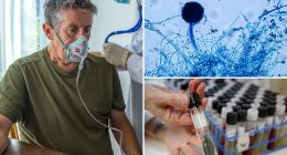 Dangerous fungus Aspergillus could spread to parts of US, researchers claim