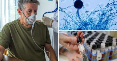 Dangerous fungus Aspergillus could spread to parts of US, researchers claim