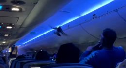 Delta flight erupts into chaos as pigeons fly around main cabin