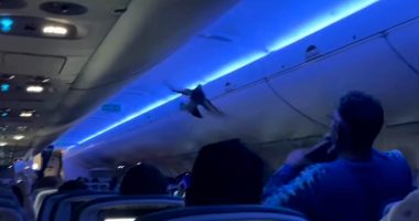 Delta flight erupts into chaos as pigeons fly around main cabin