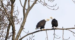 Democratic senators press Trump administration on how it will protect endangered species