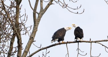 Democratic senators press Trump administration on how it will protect endangered species