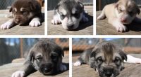 Denali's sled dog puppies debut on live Puppy Cam