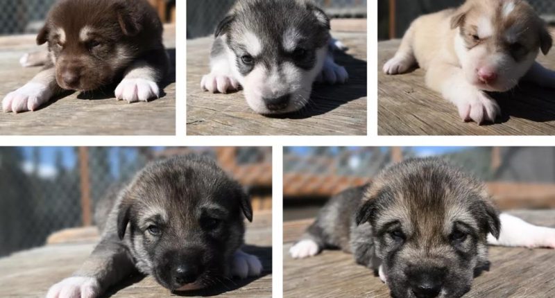Denali's sled dog puppies debut on live Puppy Cam