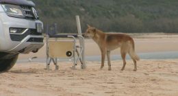 A dingo has been stabbed on K'Gari in Queensland after the animal bit a nine-year-old boy.
