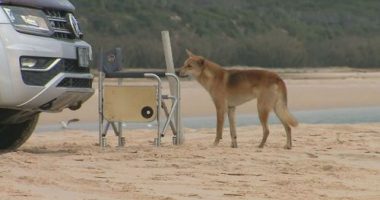 A dingo has been stabbed on K'Gari in Queensland after the animal bit a nine-year-old boy.