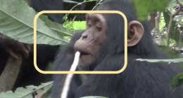 Do chimps perform first aid? These scientists say they know